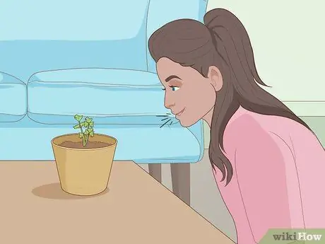 Выращивайте растения быстрее Шаг 13