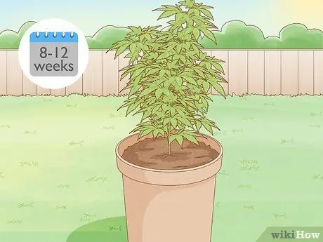 Выращивайте автоцветы на открытом воздухе, шаг 6