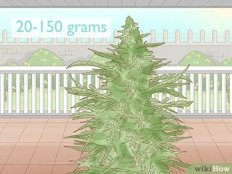 Выращивание автоцветов на открытом воздухе, шаг 7