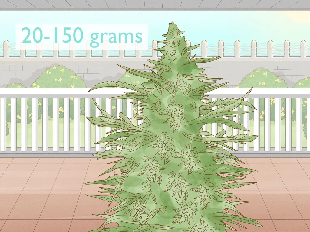 Полное руководство по выращиванию автоцветов в открытом грунте (когда сажать, как часто поливать и сколько урожая)