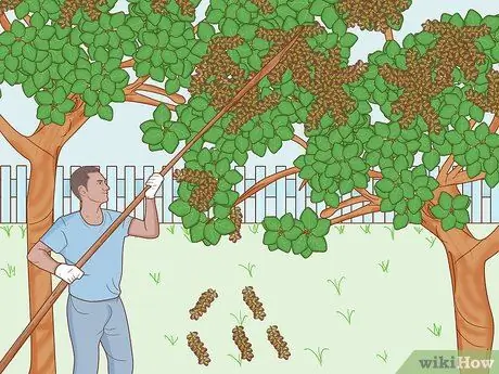 Выращивайте фисташки Шаг 10