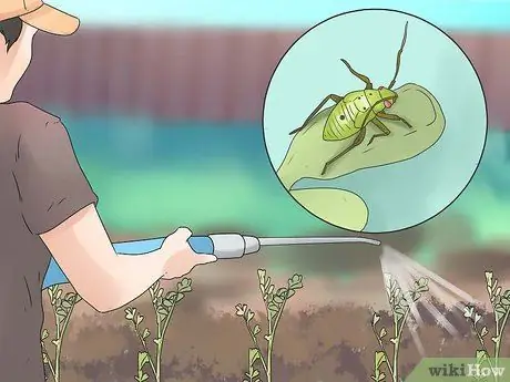 Выращивание нута Шаг 14