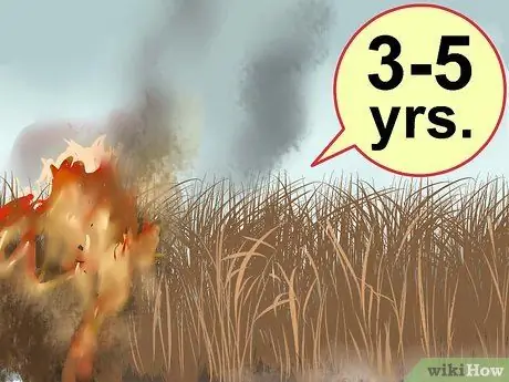 Посадить просо проса Шаг 14