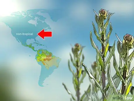 Выращивание индиго, шаг 1