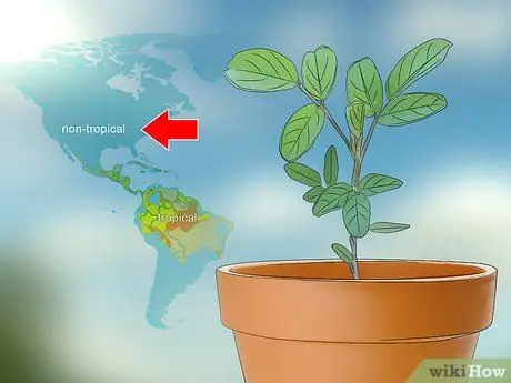 Выращивание индиго Шаг 10