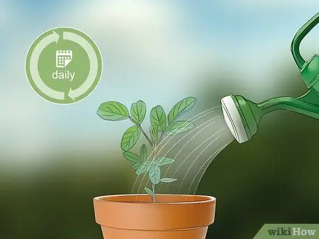 Выращивание индиго Шаг 11