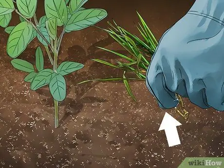 Выращивание индиго, шаг 13