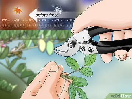 Выращивание индиго, шаг 16