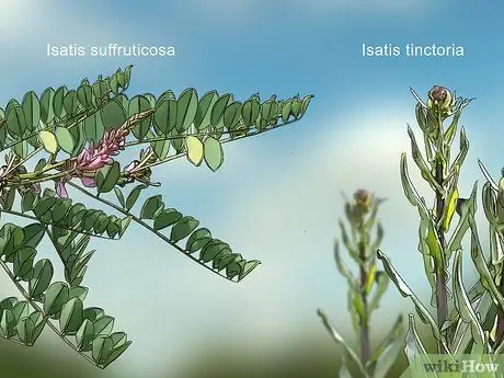 Выращивание индиго, шаг 2