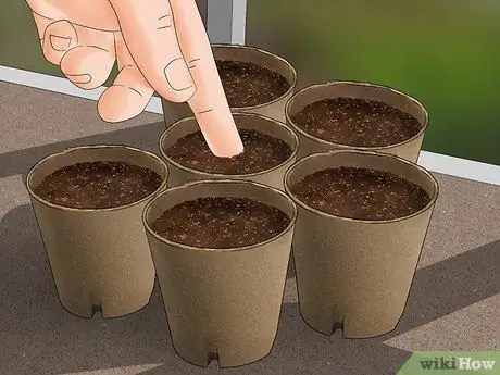 Выращивание индиго, шаг 7