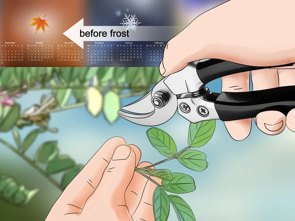 Как вырастить индиго (с иллюстрациями)