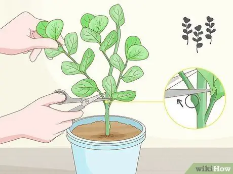 Выращивание класии из черенков, шаг 1