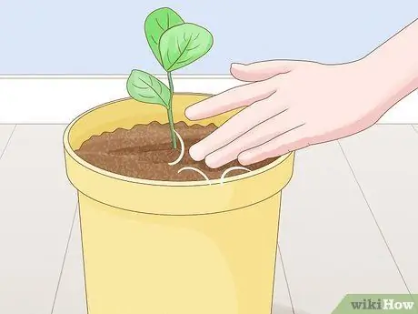 Выращивание класии из черенков Шаг 10