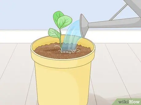 Выращивание класии из черенков Шаг 11