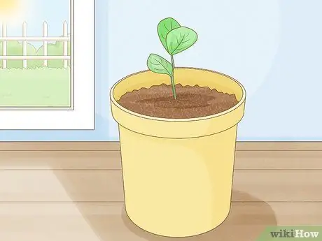 Выращивание класии из черенков Шаг 12