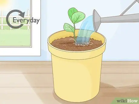 Выращивание класии из черенков Шаг 13