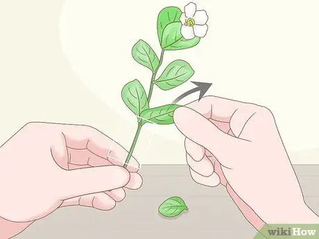 Выращивание клузии из черенков, шаг 2