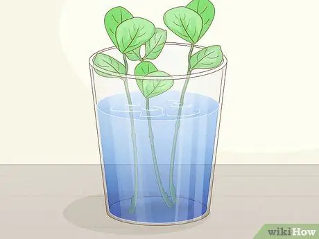 Выращивание класии из черенков Шаг 5