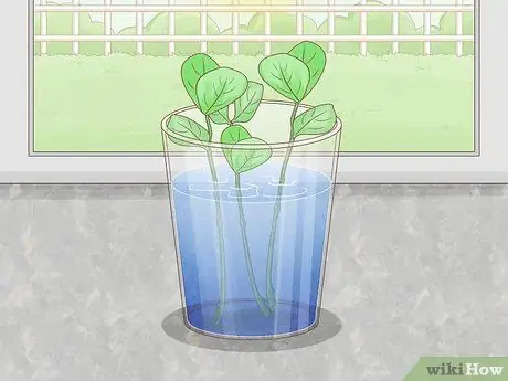 Выращивание класии из черенков Шаг 6