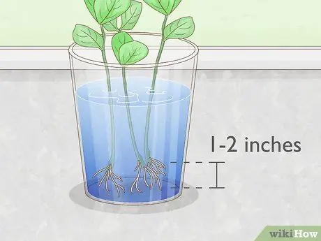 Выращивание класии из черенков Шаг 8