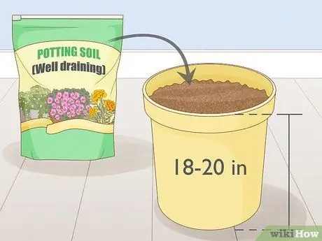 Выращивание клазии из черенков Шаг 9