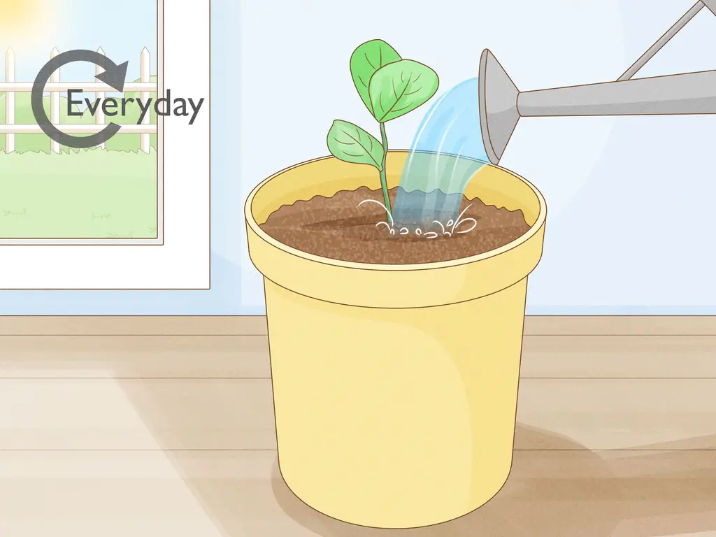 Как вырастить клазию из черенков