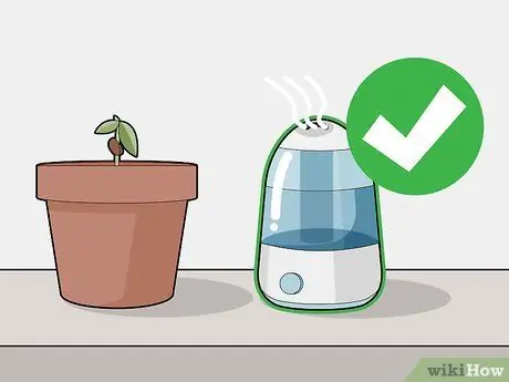 Выращивание шоколада в помещении Шаг 10