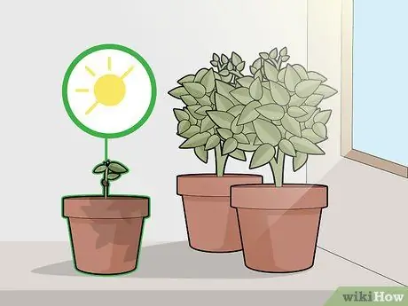 Выращивание шоколада в помещении Шаг 11