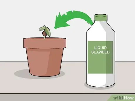 Выращивание шоколада в помещении Шаг 13