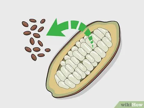 Выращивание шоколада в помещении Шаг 3