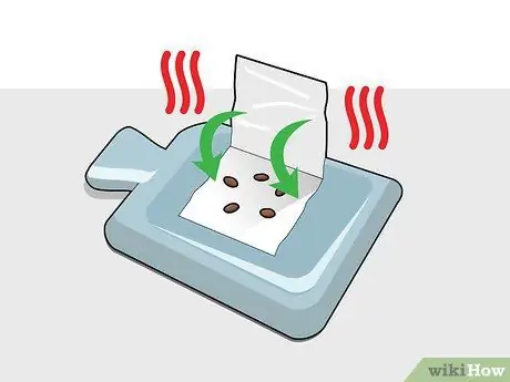 Выращивание шоколада в помещении Шаг 4