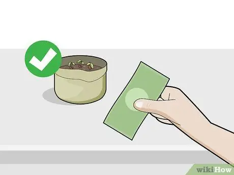 Выращивание шоколада в помещении Шаг 5