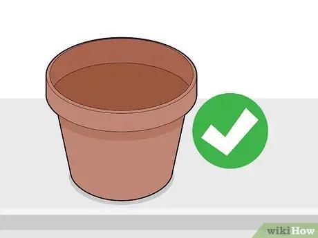 Выращивание шоколада в помещении Шаг 6