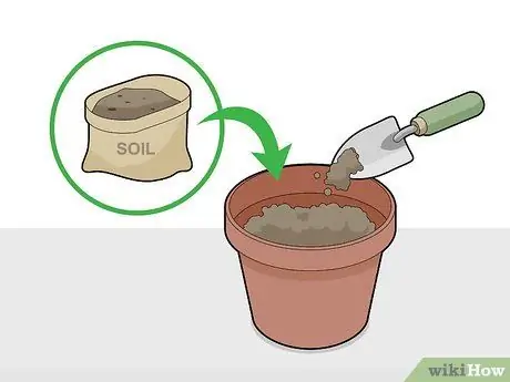 Выращивание шоколада в помещении Шаг 7