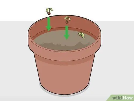 Выращивание шоколада в помещении Шаг 8