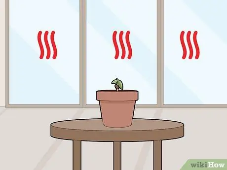 Выращивание шоколада в помещении Шаг 9