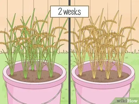 Посадить рис в помещении Шаг 13