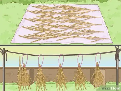 Посадить рис в помещении Шаг 15