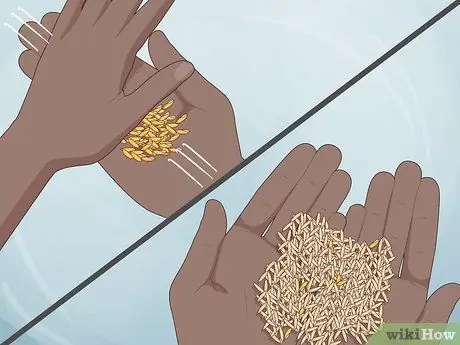 Посадить рис в помещении Шаг 17