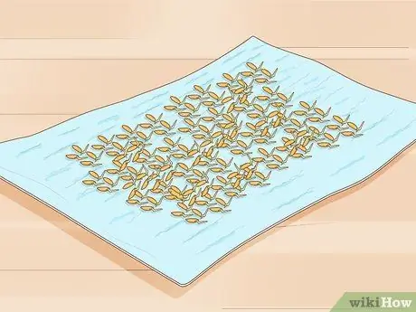 Посадить рис в помещении Шаг 3