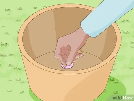 Посадить рис в помещении Шаг 5