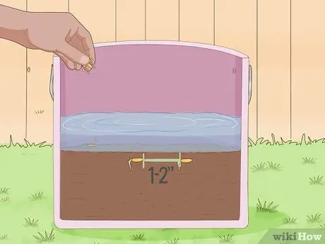 Посадить рис в помещении Шаг 8