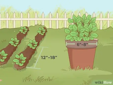 Уход за базиликом Шаг 1