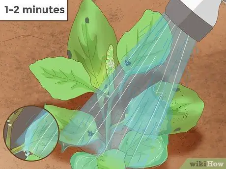 Уход за базиликом Шаг 10