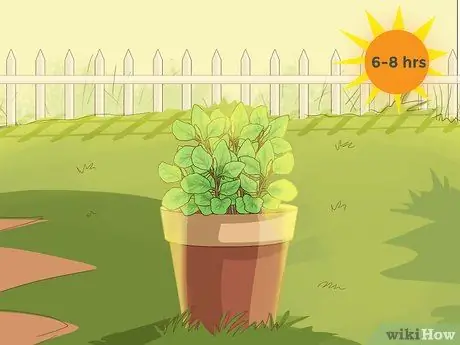 Уход за базиликом Шаг 2