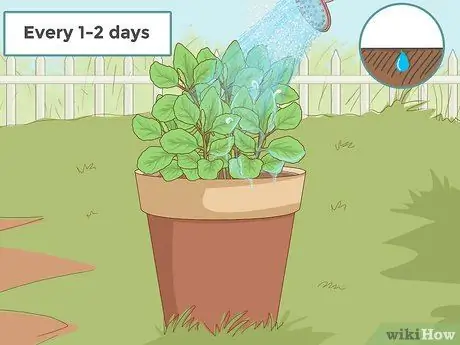 Уход за базиликом Шаг 3