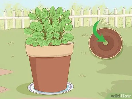 Уход за базиликом Шаг 4