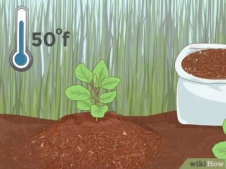 Уход за базиликом Шаг 7