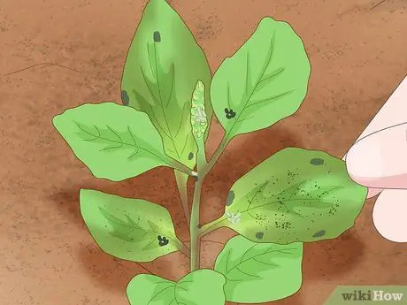 Уход за базиликом Шаг 9