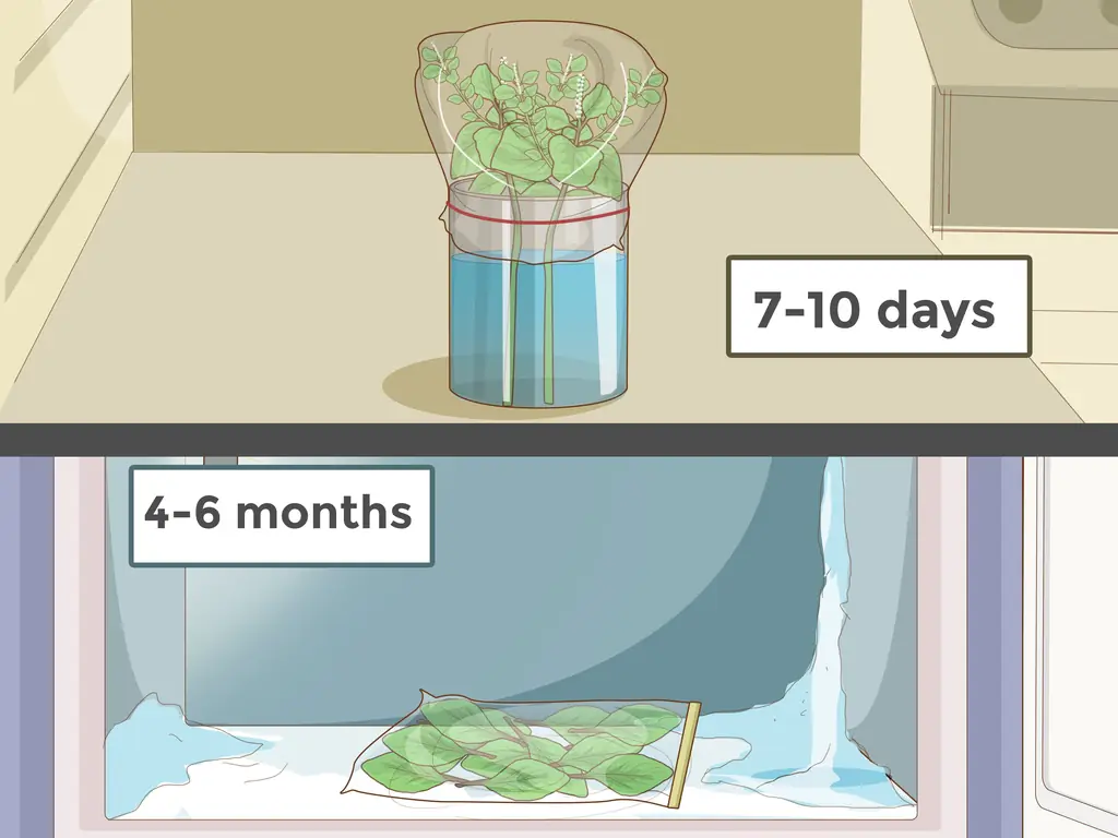 4 способа ухода за базиликом